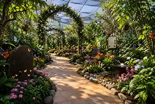 Butterfly Garden